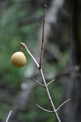 Aesculus pavia flavescens