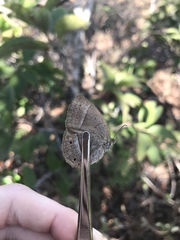 Yphthimoides patricia