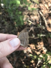 Yphthimoides patricia