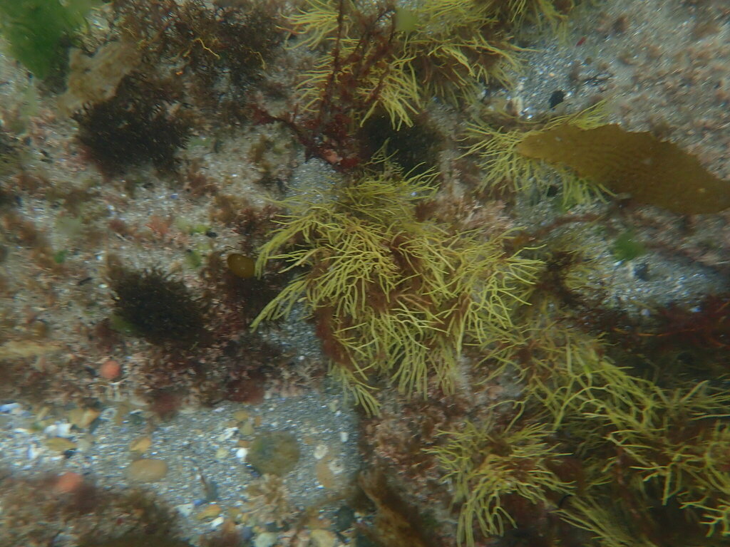 Cystophora xiphocarpa