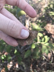 Yphthimoides patricia