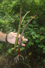 Rhizophora racemosa