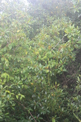 Rhizophora racemosa
