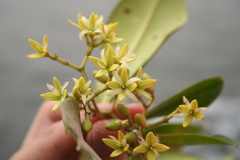 Rhizophora racemosa image
