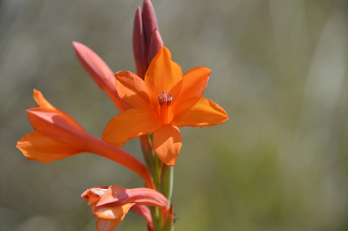 Watsonia pillansii