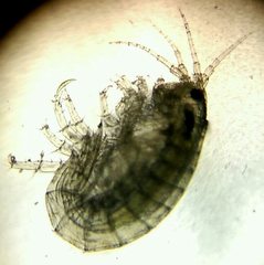 Hyalella azteca