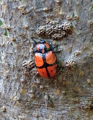 Ogdoecosta biannularis