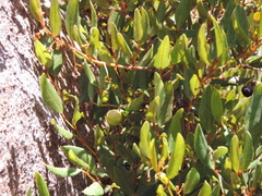 Rhoicissus microphylla