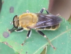 Pterallastes thoracicus