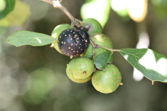 Rhoicissus rhomboidea
