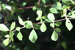 Rhoicissus rhomboidea