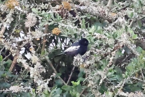 White-winged Black Tit (Melaniparus leucomelas), photo 7