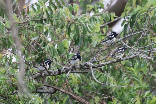 Spot-flanked Barbet (Tricholaema lacrymosa), photo 7