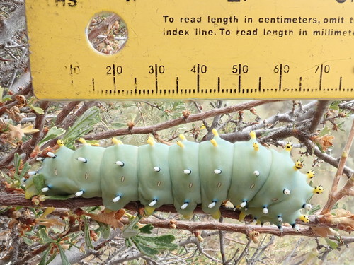 Glover's Silkmoth photo 6