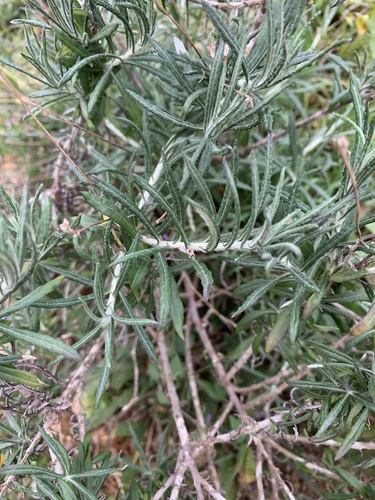 Phagnalon calycinum subsp. spathulatum image