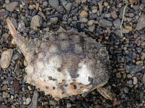 Atlantic Spiny Lumpsucker