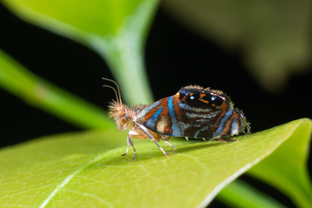 Mandibulate Archaic Moths