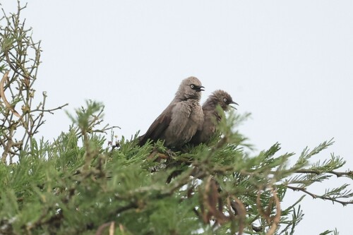 Black-lored Babbler (Turdoides sharpei), photo 9