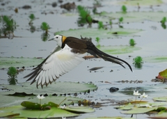 Pheasant-Tailed Jacana photo 3