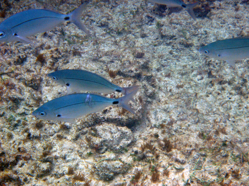 Blackspot Picarel