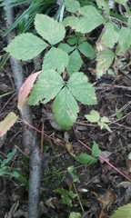 Rubus pubescens