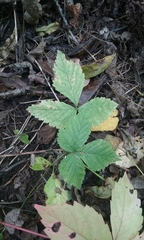Rubus pubescens