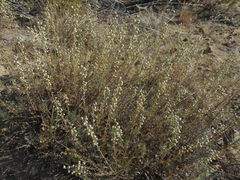Artemisia alba