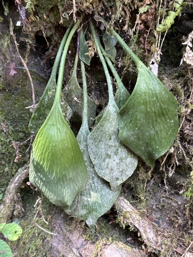 タキミシダ (Antrophyum obovatum) · iNaturalist