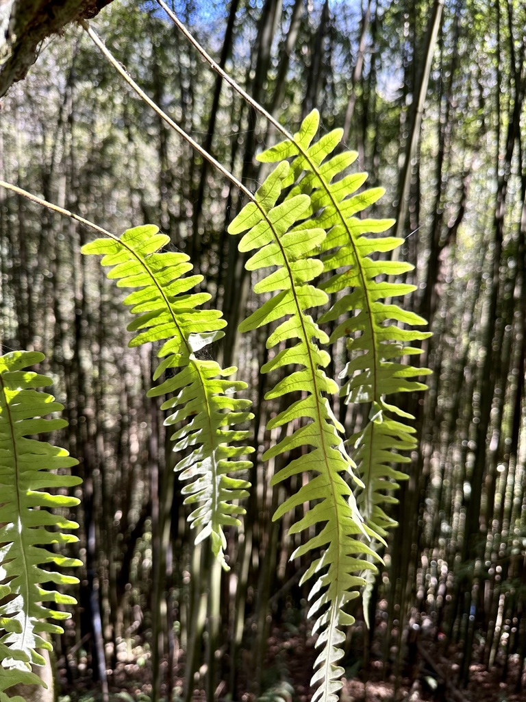 Genus Goniophlebium · iNaturalist