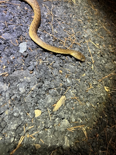 Brown Tree Snake sighting