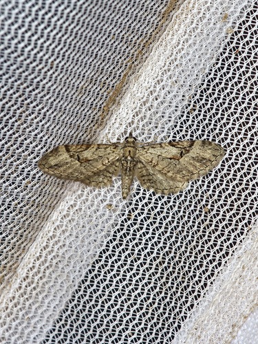 Eupithecia bolterii photo 3