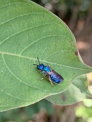 Augochlora pura mosieri