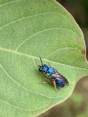 Augochlora pura mosieri