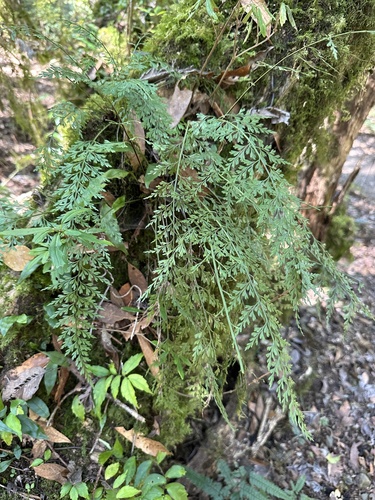 Asplenium wilfordii iNat (2)