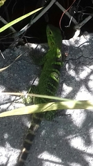 Ctenosaura macrolopha