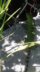 Ctenosaura macrolopha