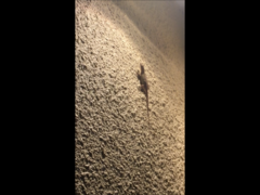 Anolis sagrei