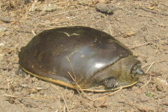 Indian Flapshell Turtle photo 2