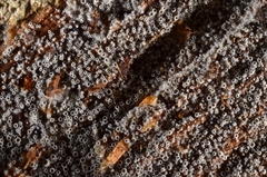 Eriopezia caesia