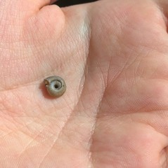 Polygyra septemvolva