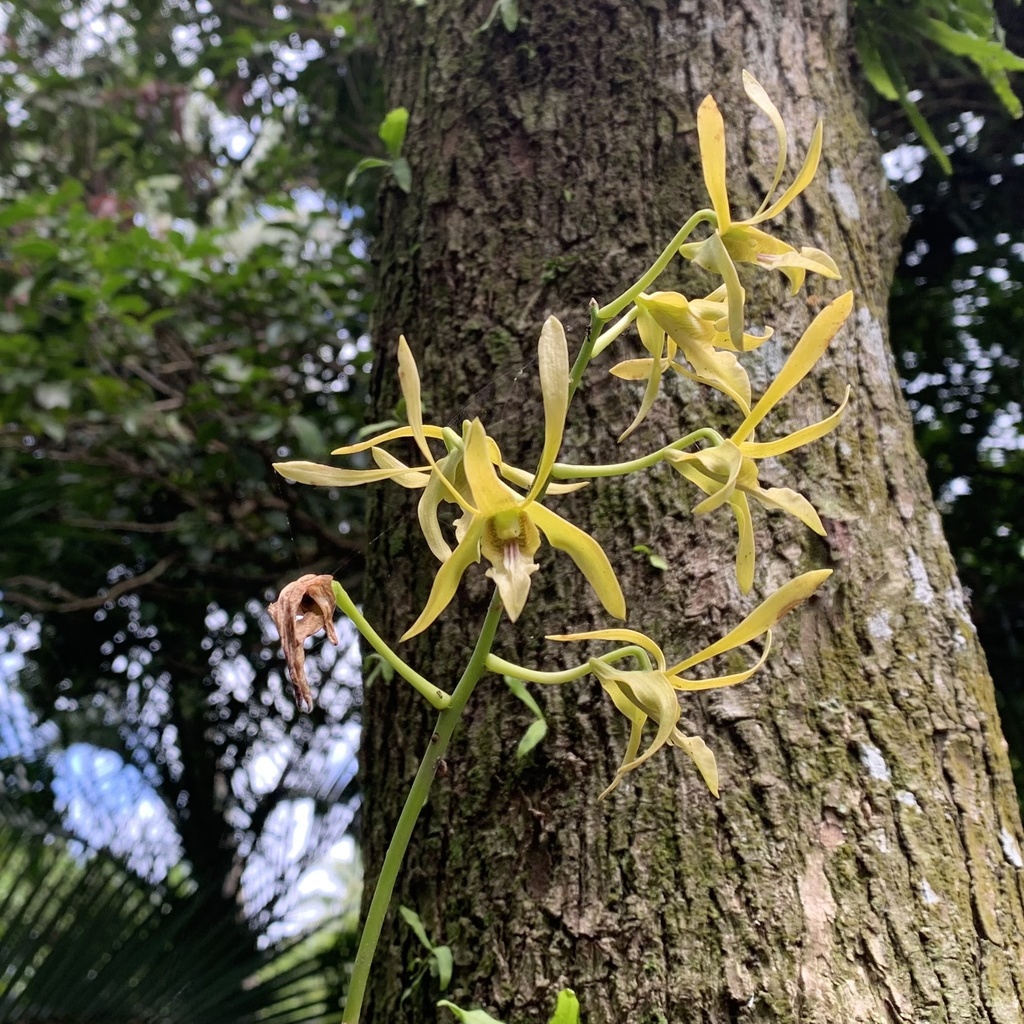 Dendrobium macranthum