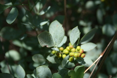 Searsia zeyheri