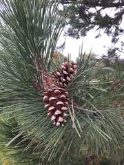 Pinus