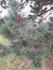 Pinus