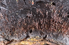 Melanospora lagenaria image