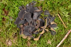 Ionomidotis irregularis