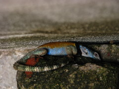 Sceloporus minor