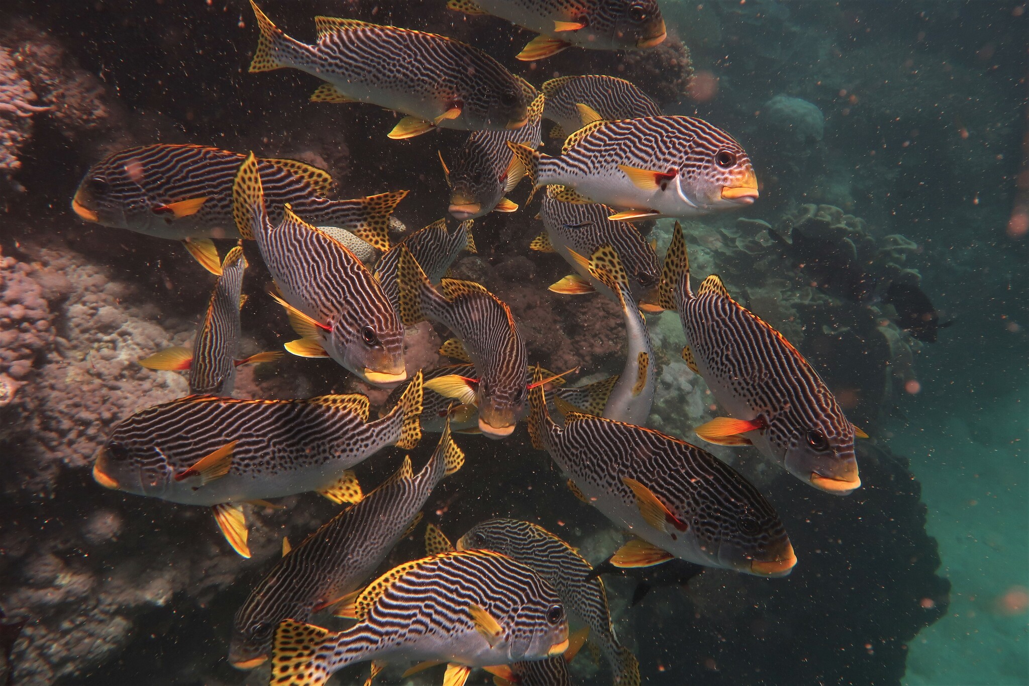 Plectorhinchus lineatus (Linnaeus, 1758)