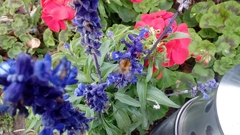 Bombus