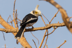 White-Crested Helmetshrike photo 2